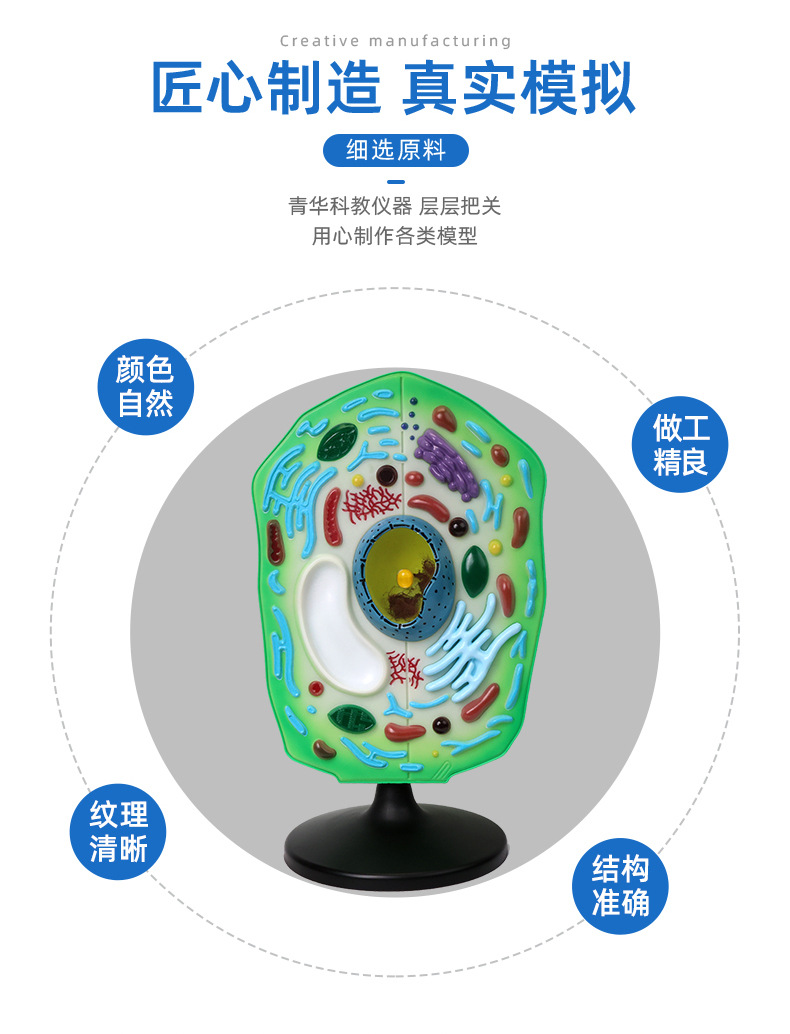 青華植物細胞模型 生物教學中的精密解剖與科教儀器的新標準